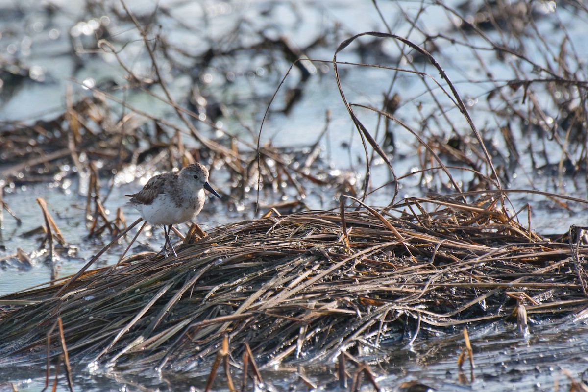 sandsnipe - ML642946935