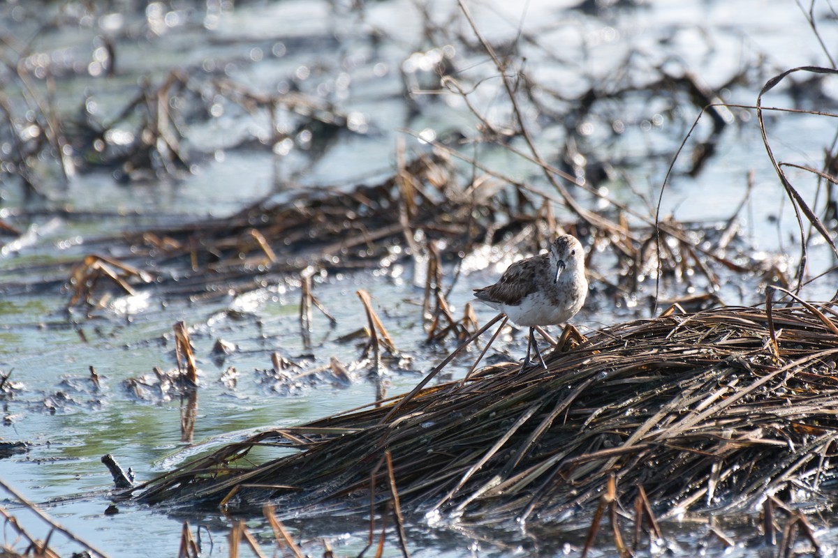 sandsnipe - ML642946936