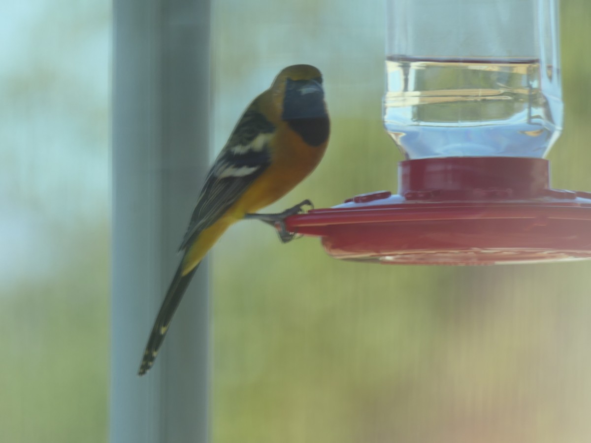 Hooded Oriole - ML642946939