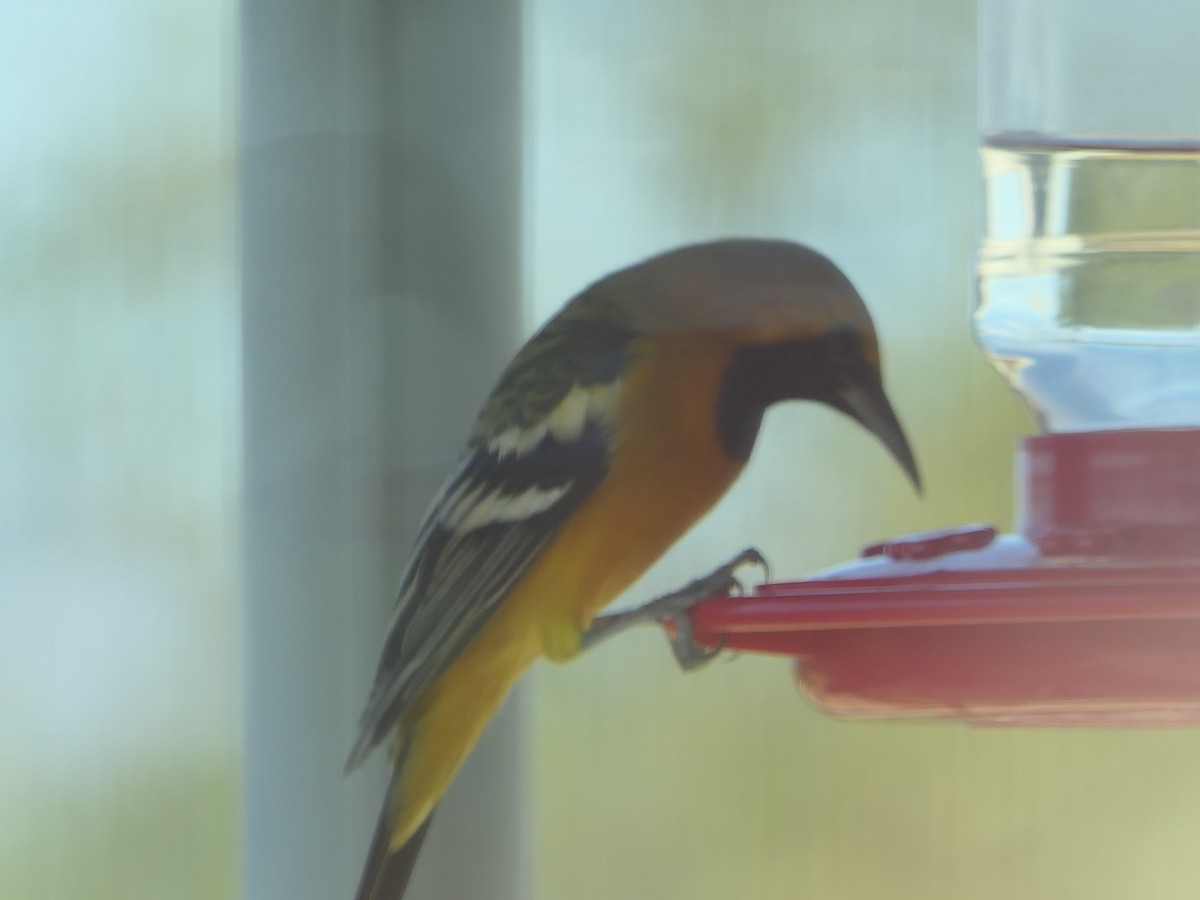 Hooded Oriole - ML642946940