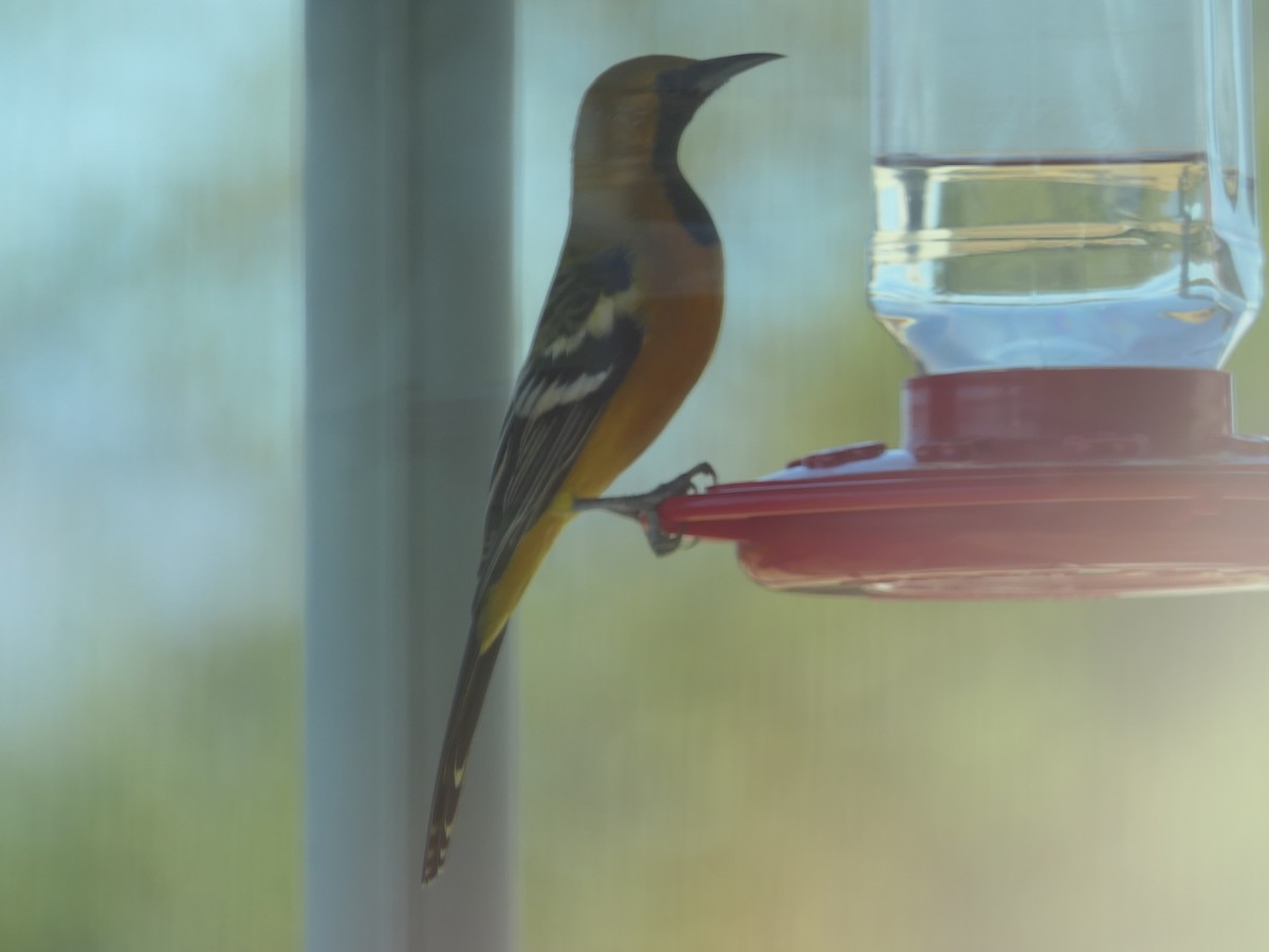 Hooded Oriole - ML642946941