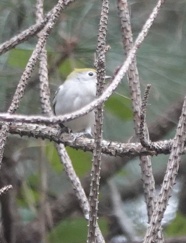 Chestnut-sided Warbler - ML642946960