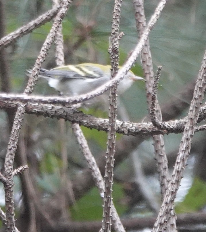Chestnut-sided Warbler - ML642946961