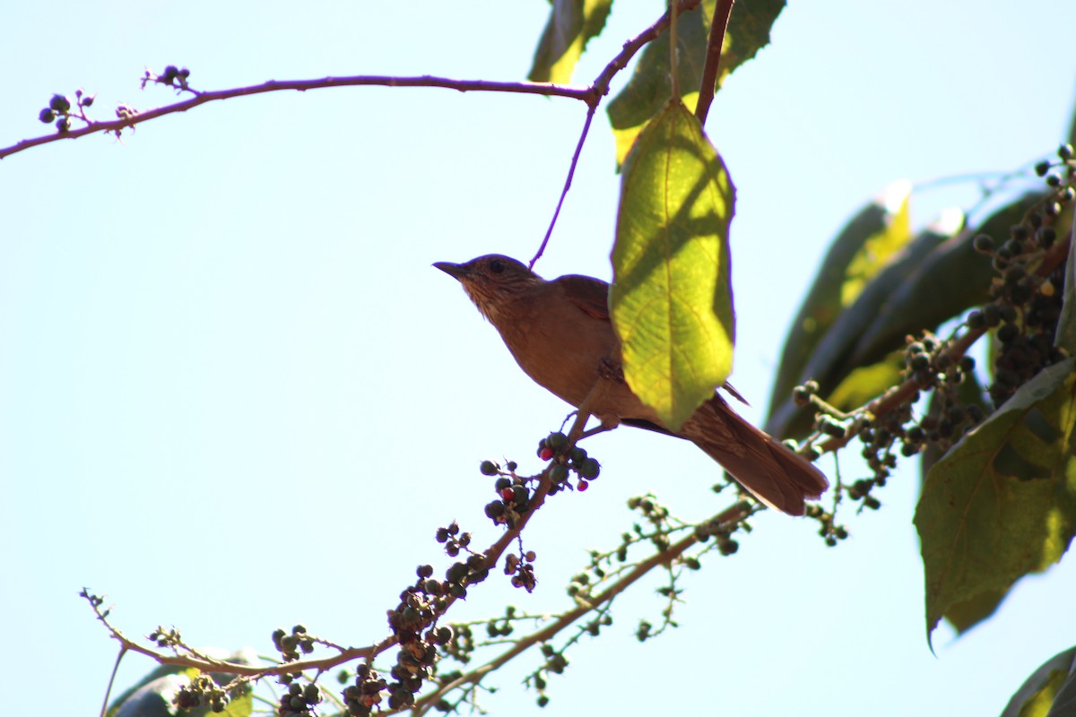 Pale-breasted Thrush - ML642946962