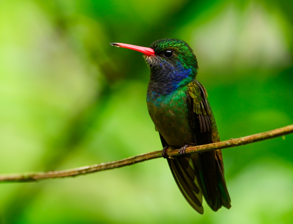 Blue-throated Goldentail - ML642946978