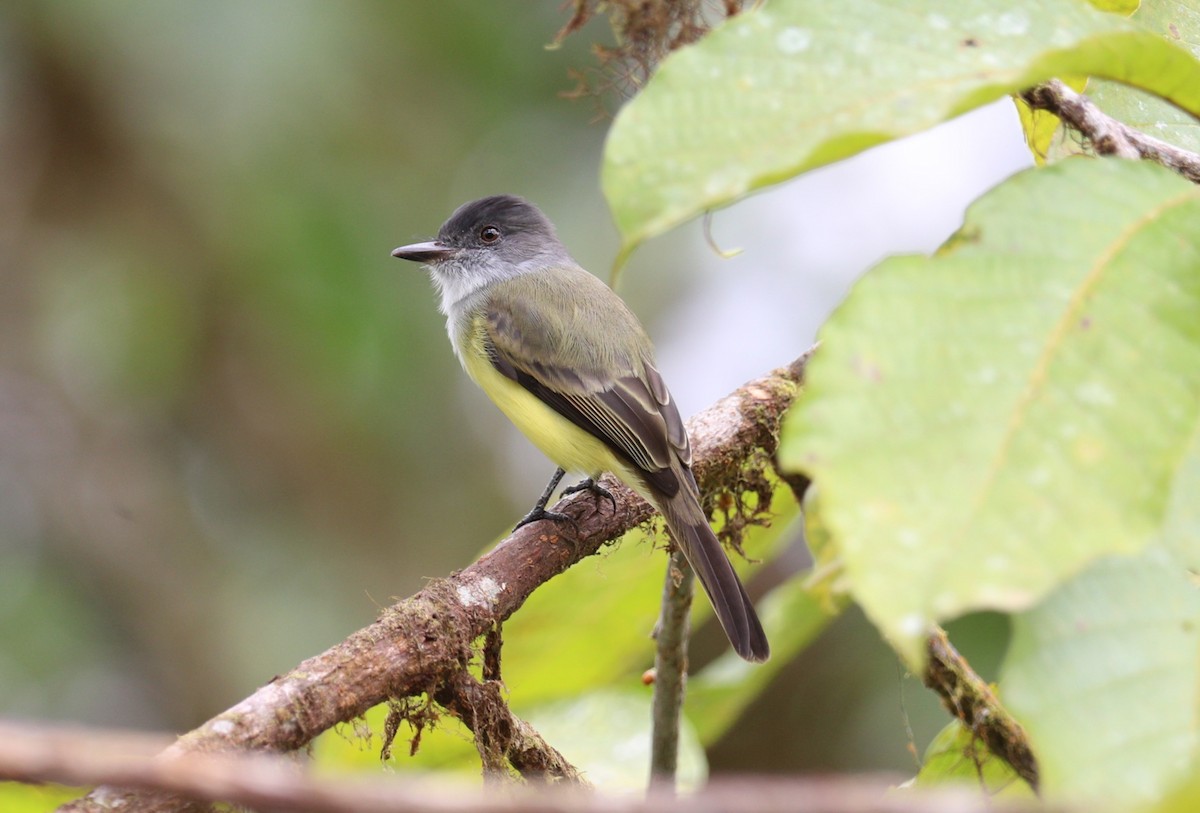 Dusky-capped Flycatcher (nigriceps/atriceps) - ML642946979