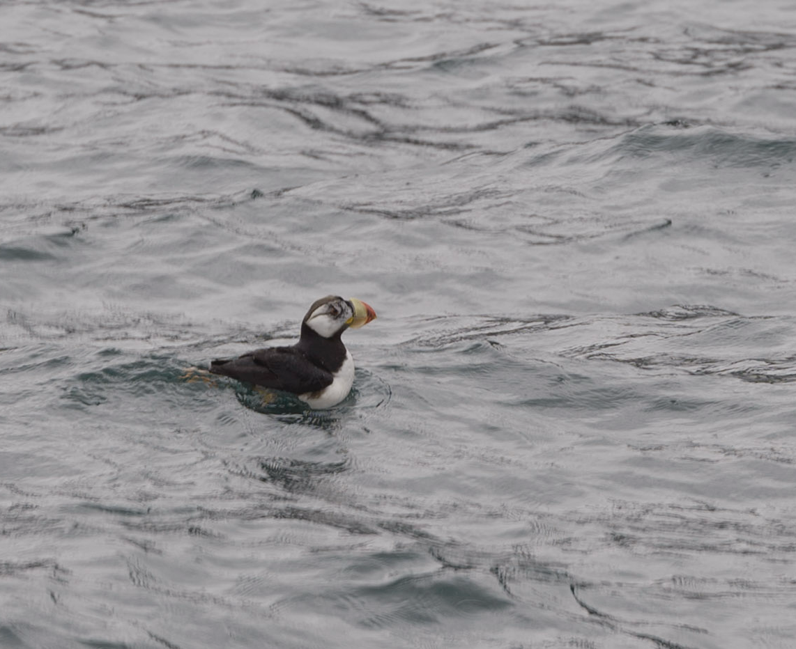 Horned Puffin - ML642947003