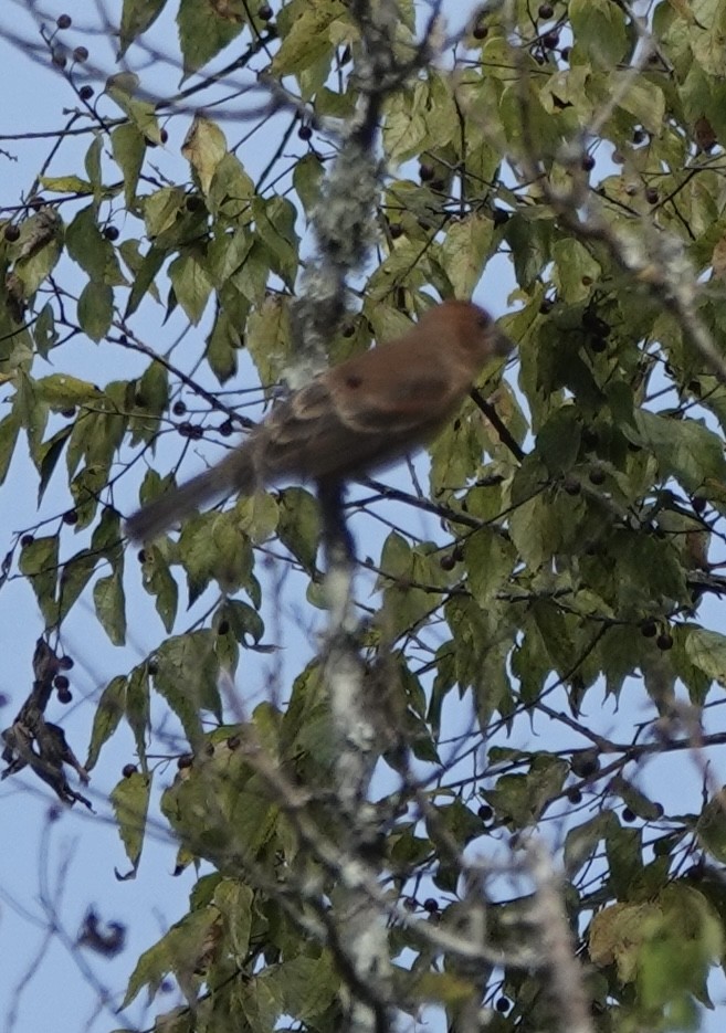 Blue Grosbeak - ML642947066