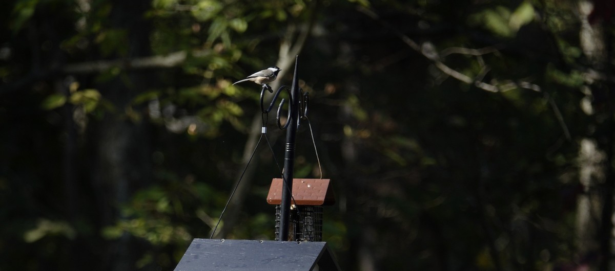 Carolina/Black-capped Chickadee - ML642947078