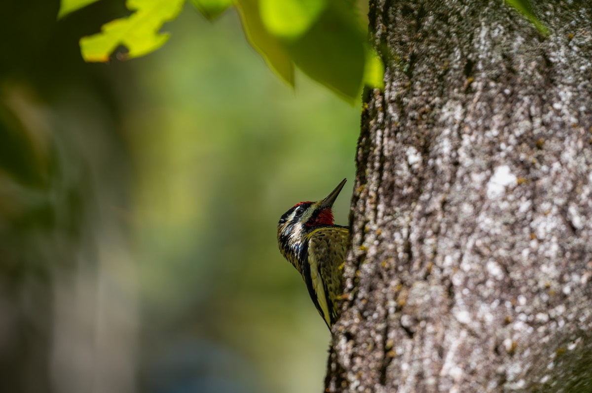 Yellow-bellied Sapsucker - ML642947079
