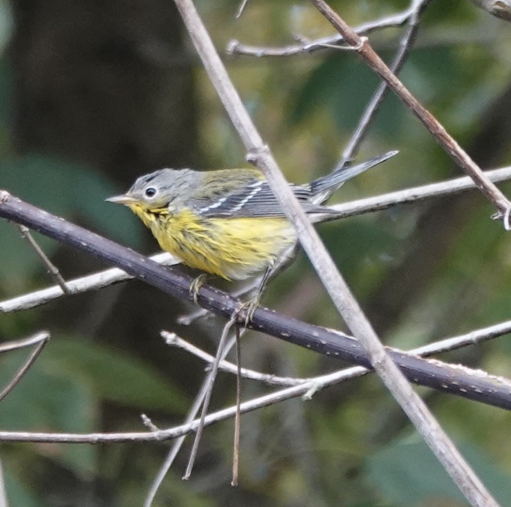 Magnolia Warbler - ML642947102
