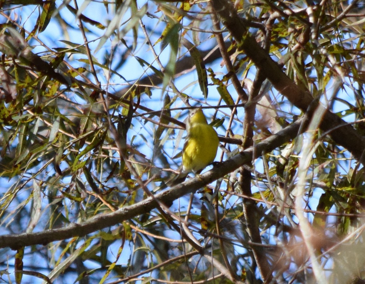 Magnolia Warbler - ML642947130