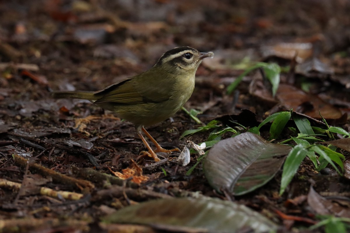 Three-striped Warbler (daedalus) - ML642947138
