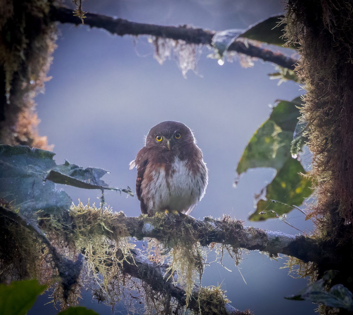 Cloud-forest Pygmy-Owl - ML642947190