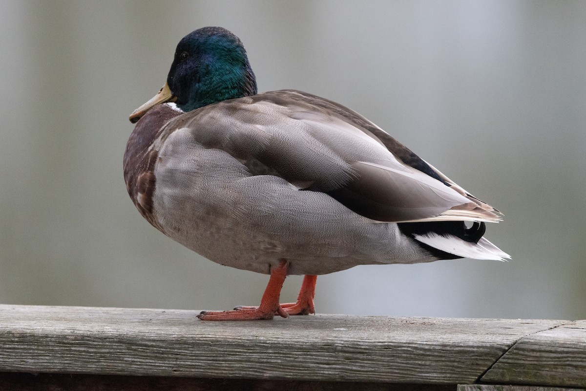 Stockente - ML642947192