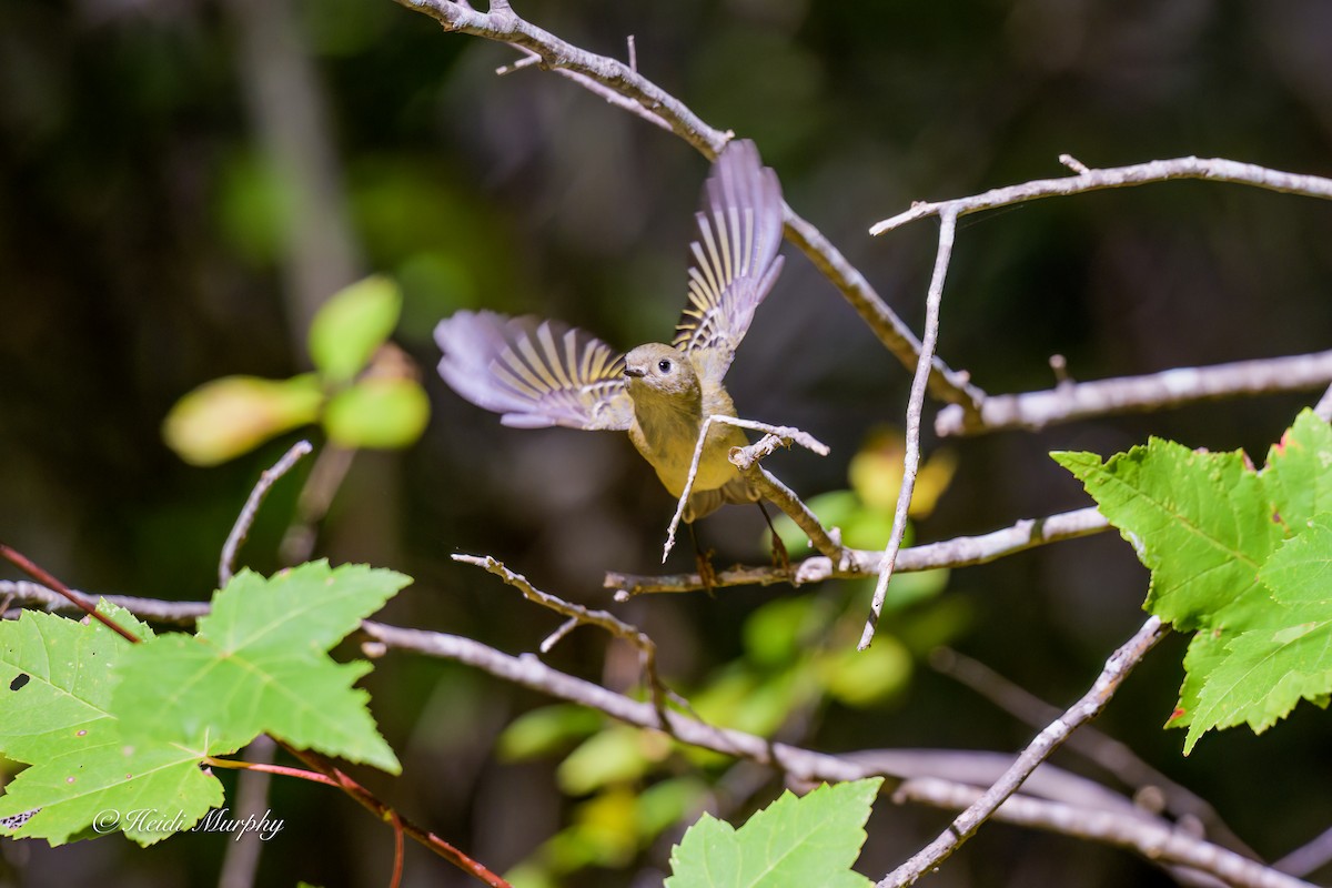 Rubingoldhähnchen - ML642947208