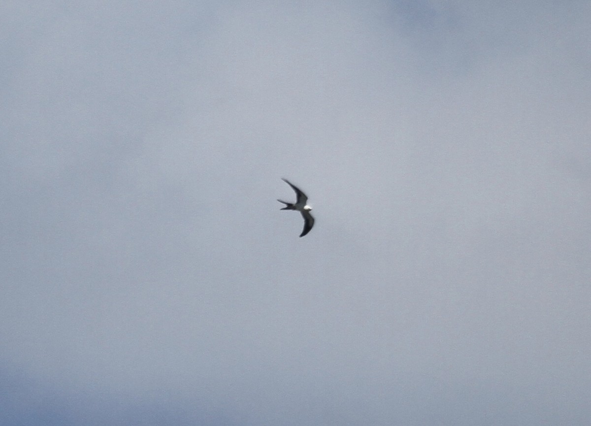 Swallow-tailed Kite - ML642947221