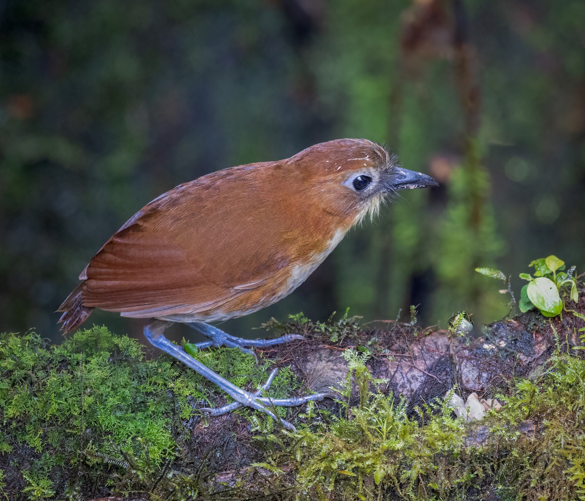 Yellow-breasted Antpitta - ML642947237