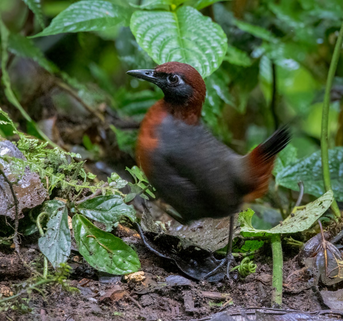Rufous-breasted Antthrush - ML642947248