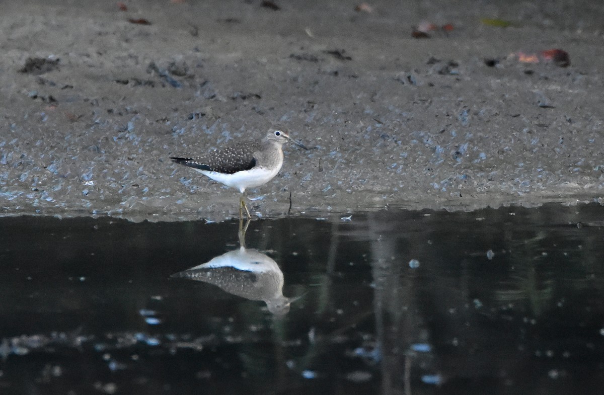 Solitary Sandpiper - ML642947252