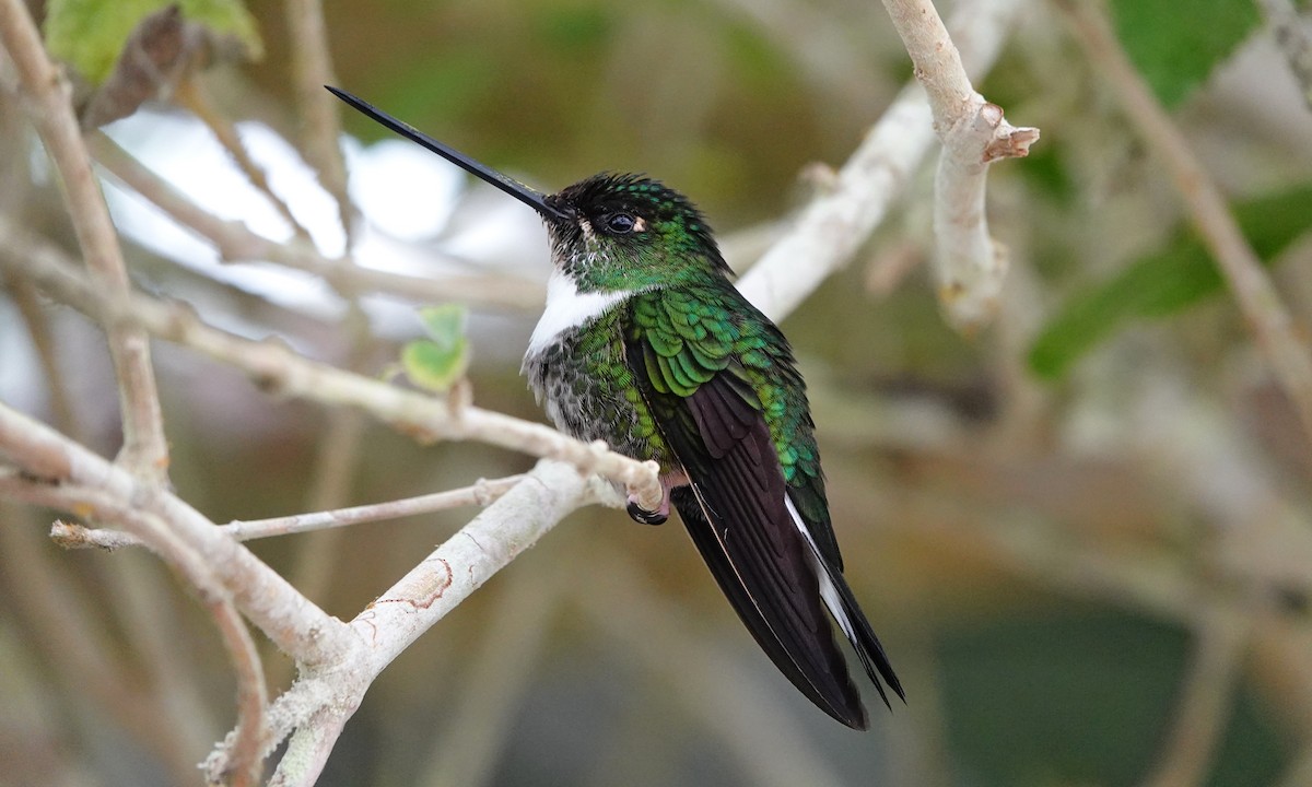 Collared Inca - ML642947271