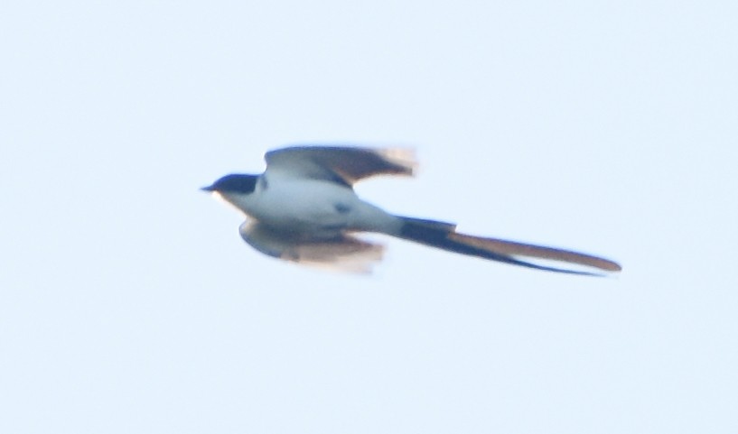 Fork-tailed Flycatcher - ML642947275