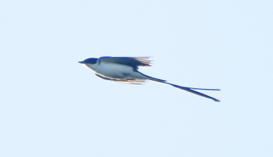 Fork-tailed Flycatcher - ML642947276