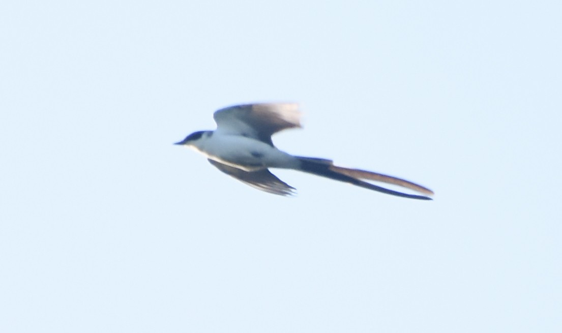 Fork-tailed Flycatcher - ML642947277