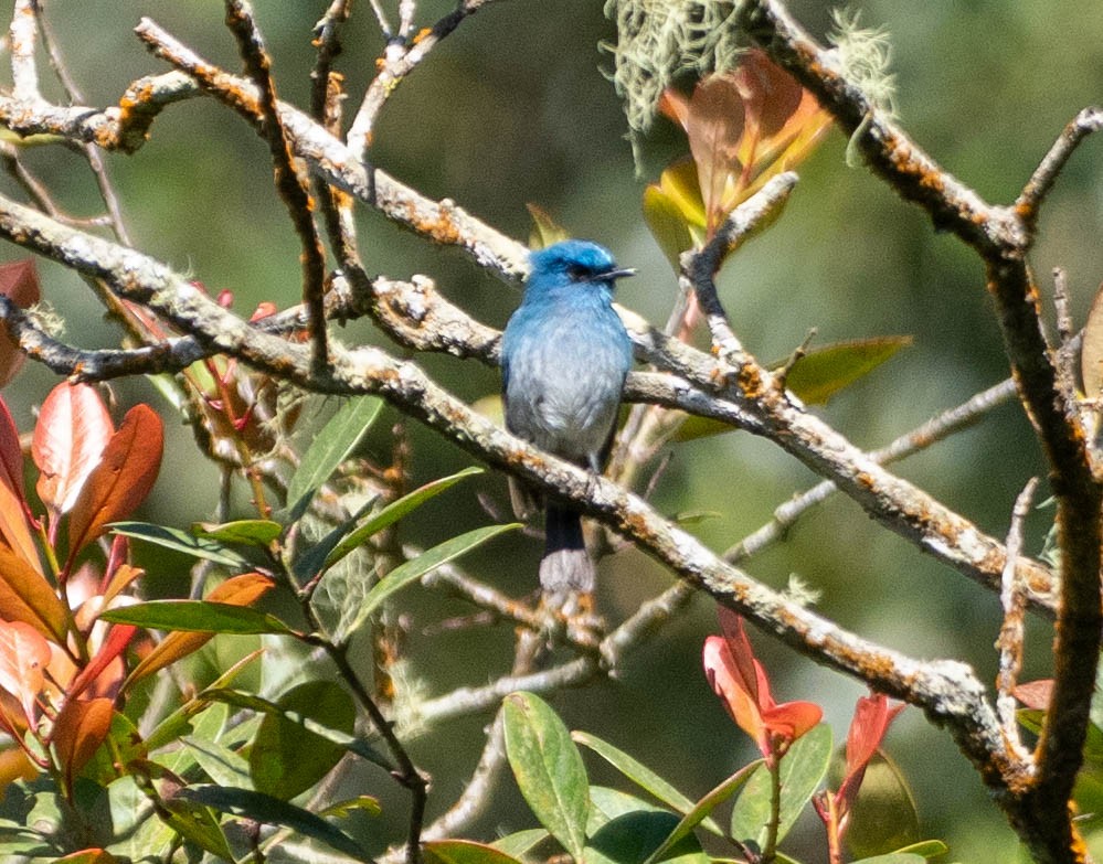 ウスヒメアオヒタキ - ML642947281