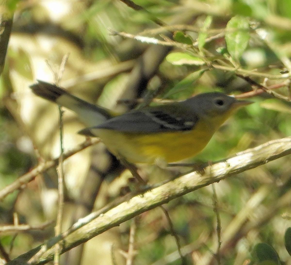 Magnolia Warbler - ML642947286