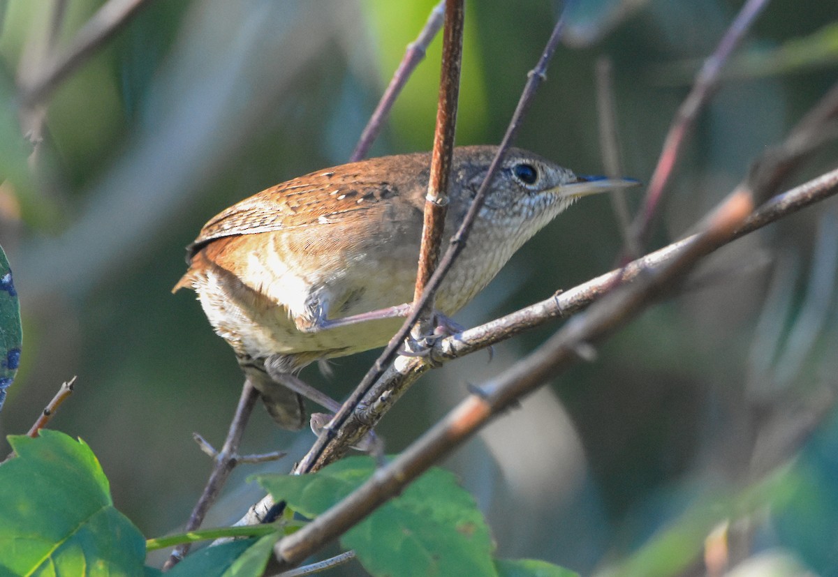 Northern House Wren - ML642947290