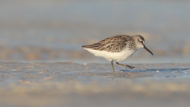 Sumpfläufer - ML642947294