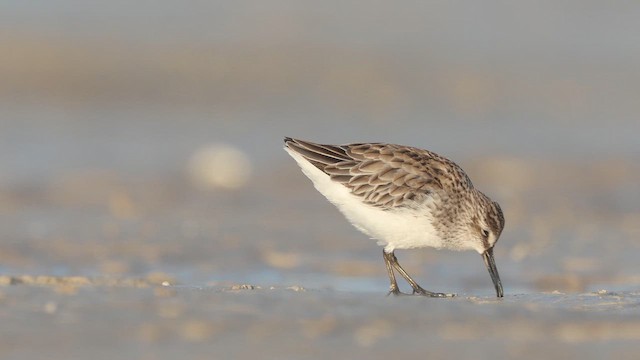 Broad-billed Sandpiper - ML642947295