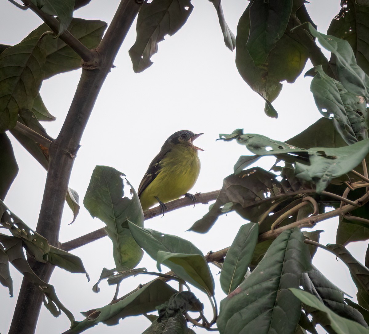 Ashy-headed Tyrannulet - ML642947298