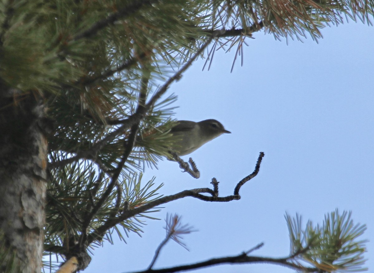 Ötücü Vireo [swainsoni grubu] - ML642947304
