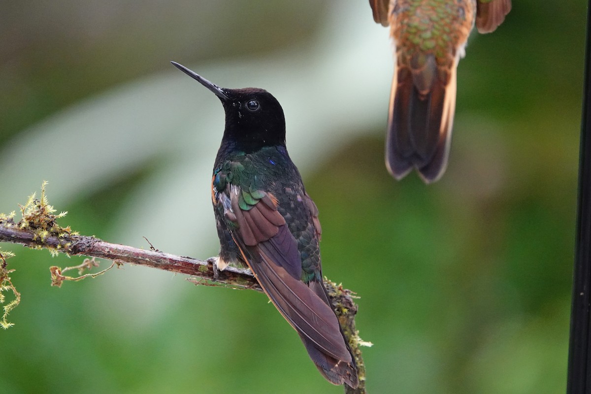 Velvet-purple Coronet - ML642947321