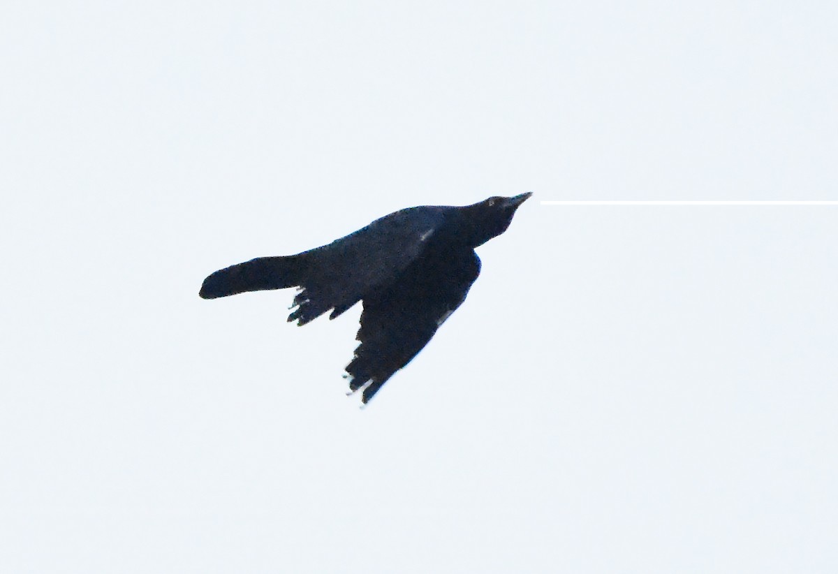 Great-tailed Grackle - ML642947326