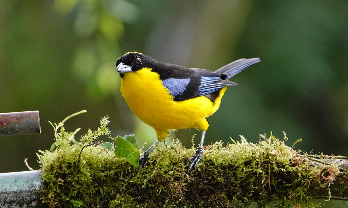 Blue-winged Mountain Tanager - ML642947331