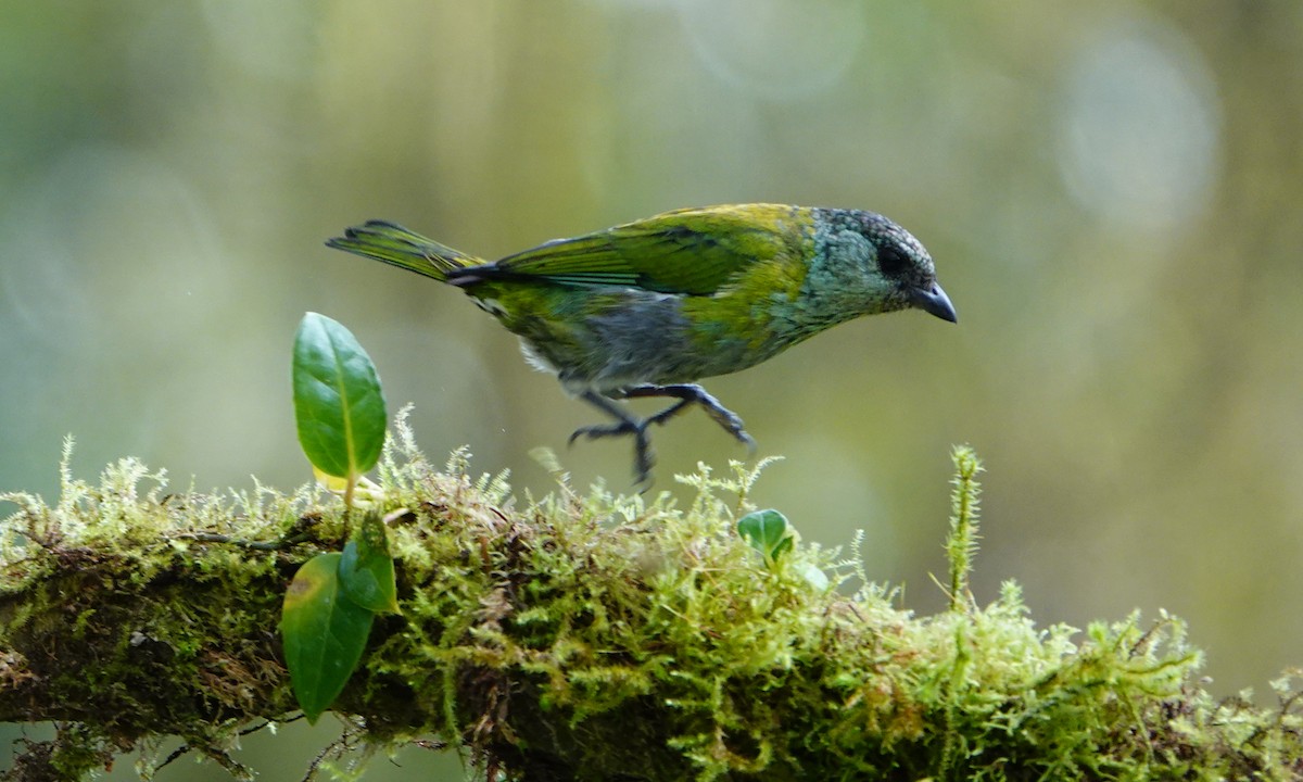 Black-capped Tanager - ML642947362