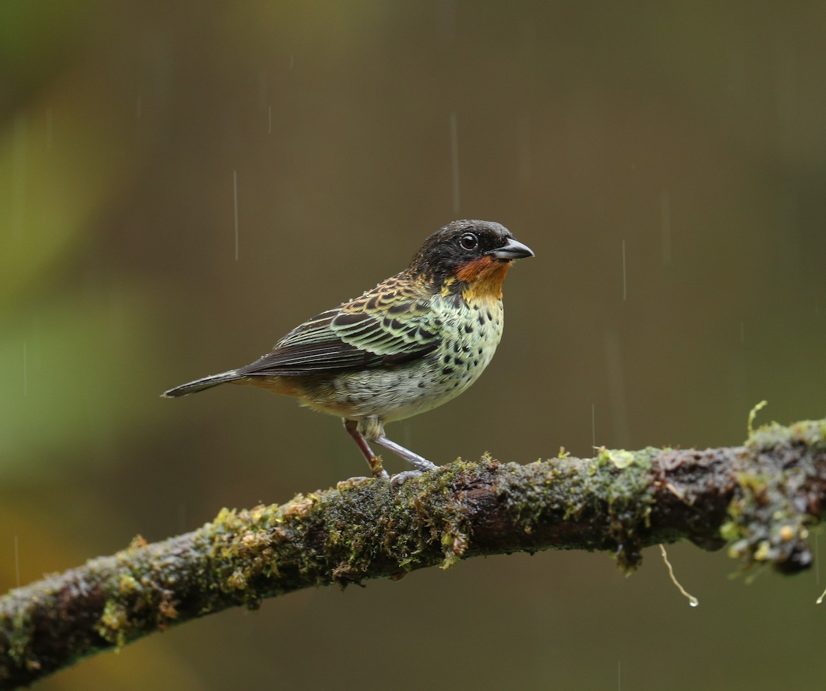 ノドアカフウキンチョウ - ML642947377