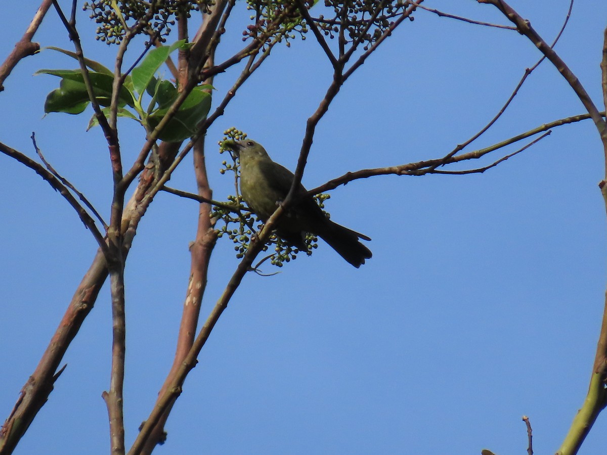 Plain-colored Tanager - ML642947385