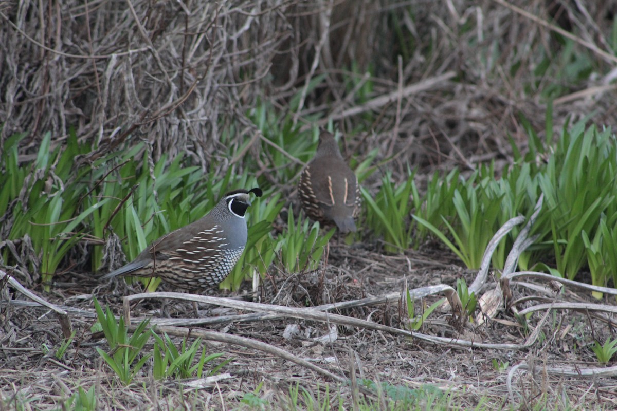 California Quail - ML642947405