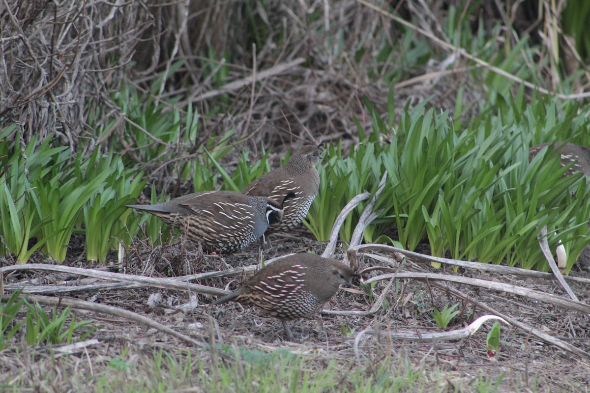 California Quail - ML642947406