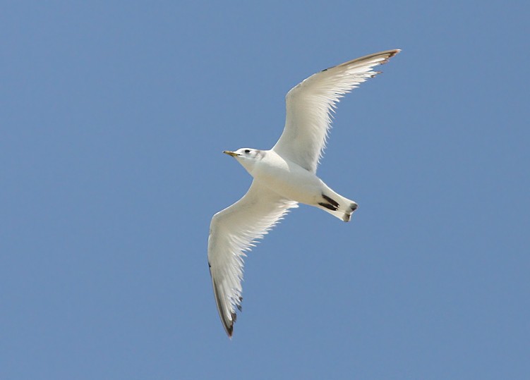 Gaviota Tridáctila - ML64294741