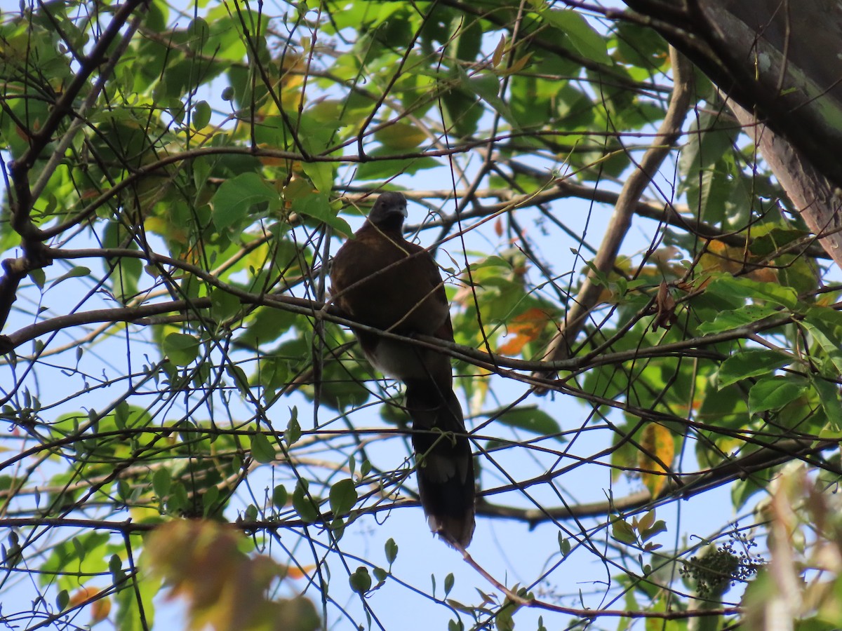 Gray-headed Chachalaca - ML642947410