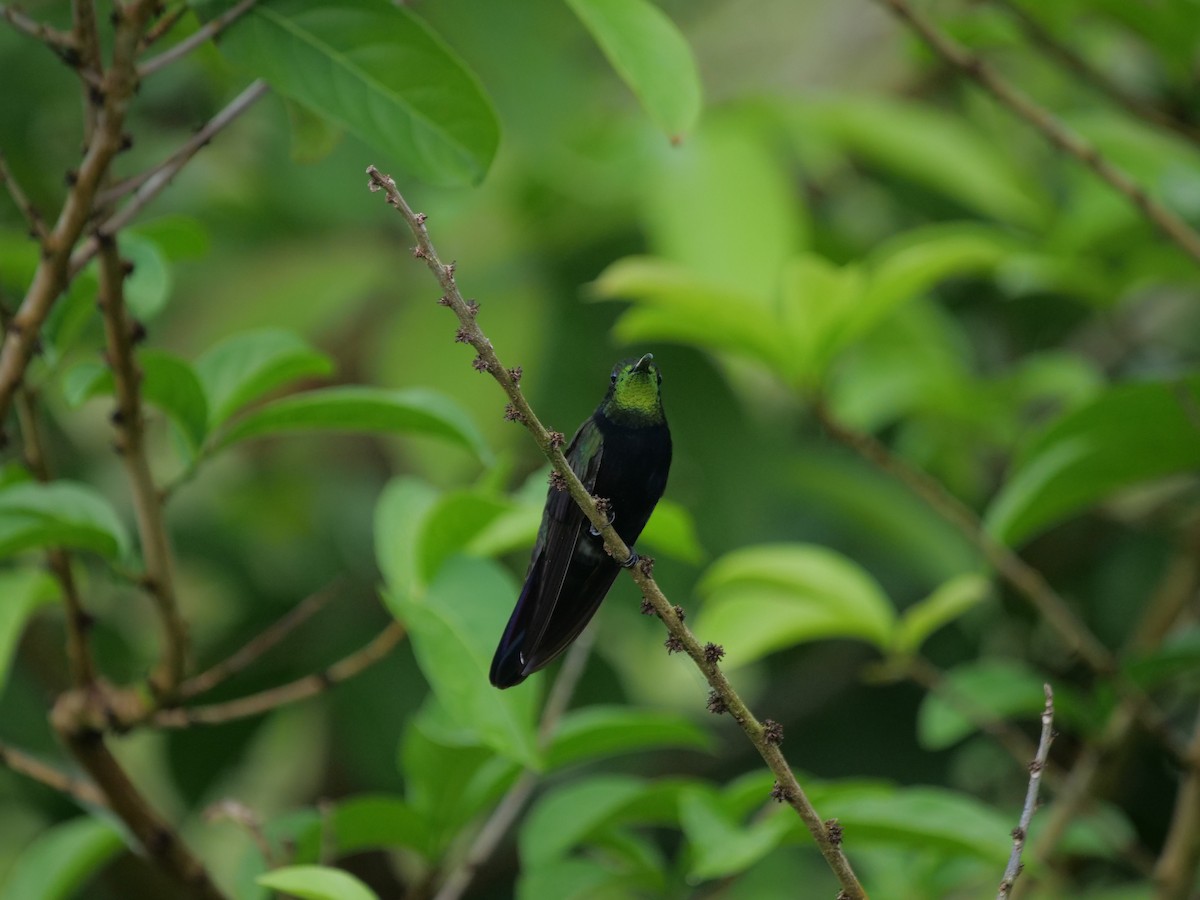 Dominikanermangokolibri - ML642947414
