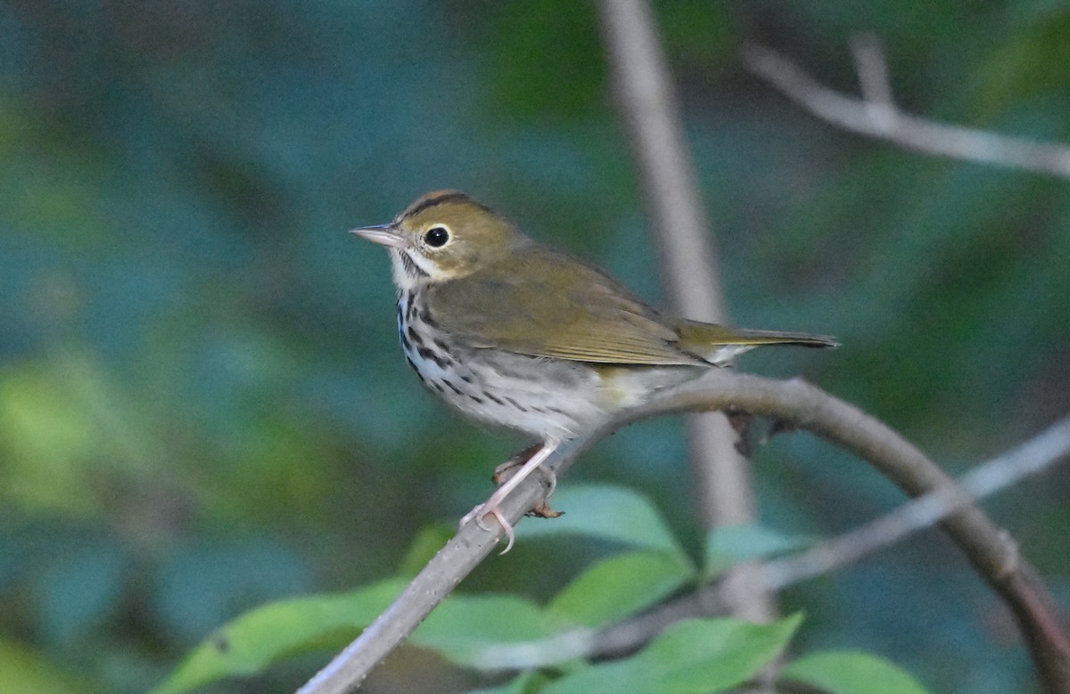 Ovenbird - ML642947418