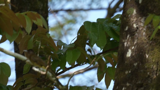 Camiguin Bulbul - ML642947446