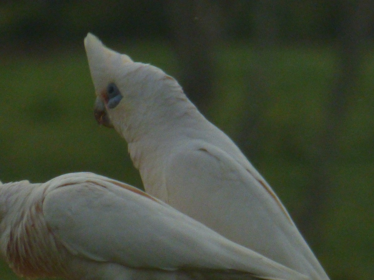 Little Corella - ML642947459