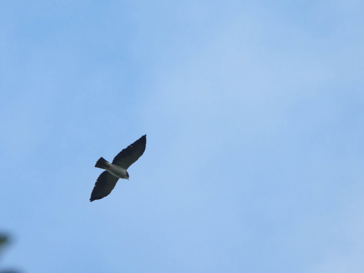 Kurzschwanzbussard - ML642947470